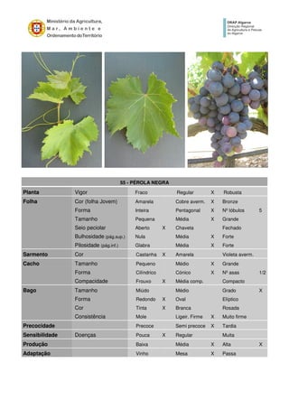 55 - PÉROLA NEGRA
Planta Vigor Fraco Regular X Robusta
Folha Cor (folha Jovem) Amarela Cobre averm. X Bronze
Forma Inteira Pentagonal X Nº lóbulos 5
Tamanho Pequena Média X Grande
Seio peciolar Aberto X Chaveta Fechado
Bulhosidade (pág.sup.) Nula Média X Forte
Pilosidade (pág.inf.) Glabra Média X Forte
Sarmento Cor Castanha X Amarela Violeta averm.
Cacho Tamanho Pequeno Médio X Grande
Forma Cilíndrico Cónico X Nº asas 1/2
Compacidade Frouxo X Média comp. Compacto
Bago Tamanho Miúdo Médio Grado X
Forma Redondo X Oval Elíptico
Cor Tinta X Branca Rosada
Consistência Mole Ligeir. Firme X Muito firme
Precocidade Precoce Semi precoce X Tardia
Sensibilidade Doenças Pouca X Regular Muita
Produção Baixa Média X Alta X
Adaptação Vinho Mesa X Passa
 