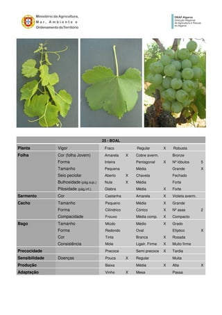 25 - BOAL
Planta Vigor Fraco Regular X Robusta
Folha Cor (folha Jovem) Amarela X Cobre averm. Bronze
Forma Inteira Pentagonal X Nº lóbulos 5
Tamanho Pequena Média Grande X
Seio peciolar Aberto X Chaveta Fechado
Bulhosidade (pág.sup.) Nula X Média Forte
Pilosidade (pág.inf.) Glabra Média X Forte
Sarmento Cor Castanha Amarela X Violeta averm.
Cacho Tamanho Pequeno Média X Grande
Forma Cilíndrico Cónico X Nº asas 2
Compacidade Frouxo Média comp. X Compacto
Bago Tamanho Miúdo Médio X Grado
Forma Redondo Oval Elíptico X
Cor Tinta Branca X Rosada
Consistência Mole Ligeir. Firme X Muito firme
Precocidade Precoce Semi precoce X Tardia
Sensibilidade Doenças Pouca X Regular Muita
Produção Baixa Média X Alta X
Adaptação Vinho X Mesa Passa
 