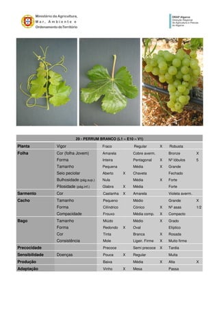 29 - PERRUM BRANCO (L1 – E10 – V1)
Planta Vigor Fraco Regular X Robusta
Folha Cor (folha Jovem) Amarela Cobre averm. Bronze X
Forma Inteira Pentagonal X Nº lóbulos 5
Tamanho Pequena Média X Grande
Seio peciolar Aberto X Chaveta Fechado
Bulhosidade (pág.sup.) Nula Média X Forte
Pilosidade (pág.inf.) Glabra X Média Forte
Sarmento Cor Castanha X Amarela Violeta averm.
Cacho Tamanho Pequeno Médio Grande X
Forma Cilíndrico Cónico X Nº asas 1/2
Compacidade Frouxo Média comp. X Compacto
Bago Tamanho Miúdo Médio X Grado
Forma Redondo X Oval Elíptico
Cor Tinta Branca X Rosada
Consistência Mole Ligeir. Firme X Muito firme
Precocidade Precoce Semi precoce X Tardia
Sensibilidade Doenças Pouca X Regular Muita
Produção Baixa Média X Alta X
Adaptação Vinho X Mesa Passa
 