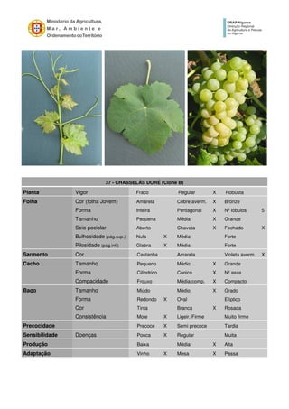 37 - CHASSELÁS DORÉ (Clone B)
Planta Vigor Fraco Regular X Robusta
Folha Cor (folha Jovem) Amarela Cobre averm. X Bronze
Forma Inteira Pentagonal X Nº lóbulos 5
Tamanho Pequena Média X Grande
Seio peciolar Aberto Chaveta X Fechado X
Bulhosidade (pág.sup.) Nula X Média Forte
Pilosidade (pág.inf.) Glabra X Média Forte
Sarmento Cor Castanha Amarela Violeta averm. X
Cacho Tamanho Pequeno Médio X Grande
Forma Cilíndrico Cónico X Nº asas
Compacidade Frouxo Média comp. X Compacto
Bago Tamanho Miúdo Médio X Grado
Forma Redondo X Oval Elíptico
Cor Tinta Branca X Rosada
Consistência Mole X Ligeir. Firme Muito firme
Precocidade Precoce X Semi precoce Tardia
Sensibilidade Doenças Pouca X Regular Muita
Produção Baixa Média X Alta
Adaptação Vinho X Mesa X Passa
 