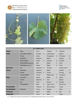 39 - UGNI BLANC
Planta Vigor Fraco Regular X Robusta
Folha Cor (folha Jovem) Amarela X Cobre averm. Bronze
Forma Inteira Pentagonal X Nº lóbulos 5
Tamanho Pequena Média Grande X
Seio peciolar Aberto X Chaveta X Fechado
Bulhosidade (pág.sup.) Nula Média X Forte
Pilosidade (pág.inf.) Glabra Média X Forte
Sarmento Cor Castanha X Amarela Violeta averm.
Cacho Tamanho Pequeno Médio Grande X
Forma Cilíndrico X Cónico Nº asas 1/2
Compacidade Frouxo Média comp. X Compacto
Bago Tamanho Miúdo Médio X Grado
Forma Redondo X Oval Elíptico
Cor Tinta Branca X Rosada
Consistência Mole X Ligeir. Firme Muito firme
Precocidade Precoce X Semi precoce Tardia
Sensibilidade Doenças Pouca X Regular Muita
Produção Baixa Média X Alta X
Adaptação Vinho X Mesa Passa
(1) – Segundo apreciação de especialistas em ampelografia poderá tratar-se da casta Tália.
 