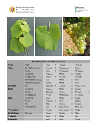 49 - TRINCADEIRA DAS PRATAS (L2E4V6)
Planta Vigor Fraco X Regular Robusta
Folha Cor (folha Jovem) Amarela X Cobre averm. Bronze
Forma Inteira X Pentagonal Nº lóbulos
Tamanho Pequena Média X Grande
Seio peciolar Aberto X Chaveta Fechado
Bulhosidade (pág.sup.) Nula Média X Forte
Pilosidade (pág.inf.) Glabra Média X Forte
Sarmento Cor Castanha X Amarela X Violeta averm.
Cacho Tamanho Pequeno Médio X Grande
Forma Cilíndrico Cónico X Nº asas ½
Compacidade Frouxo Média comp. X Compacto
Bago Tamanho Miúdo Médio X Grado
Forma Redondo X Oval Elíptico
Cor Tinta Branca X Rosada
Consistência Mole X Ligeir. Firme Muito firme
Precocidade Precoce Semi precoce X Tardia
Sensibilidade Doenças Pouca Regular X Muita
Produção Baixa X Média Alta
Adaptação Vinho X Mesa Passa
 