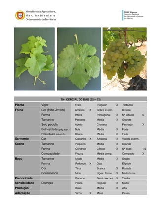 70 - CERCIAL DO DÃO (02 – 03)
Planta Vigor Fraco Regular X Robusta
Folha Cor (folha Jovem) Amarela X Cobre averm. Bronze
Forma Inteira Pentagonal X Nº lóbulos 5
Tamanho Pequena Média X Grande
Seio peciolar Aberto Chaveta Fechado X
Bulhosidade (pág.sup.) Nula Média X Forte
Pilosidade (pág.inf.) Glabra Média X Forte
Sarmento Cor Castanha X Amarela X Violeta averm.
Cacho Tamanho Pequeno Média X Grande
Forma Cilíndrico Cónico X Nº asas 1/2
Compacidade Frouxo Média comp. Compacto X
Bago Tamanho Miúdo Médio X Grado
Forma Redondo X Oval Elíptico
Cor Tinta Branca X Rosada
Consistência Mole Ligeir. Firme X Muito firme
Precocidade Precoce Semi precoce X Tardia
Sensibilidade Doenças Pouca Regular X Muita
Produção Baixa Média X Alta
Adaptação Vinho X Mesa Passa
 