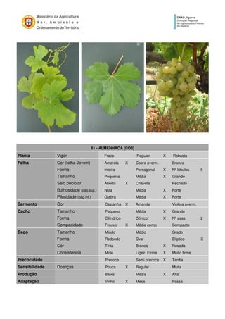 81 - ALMENHACA (CO3)
Planta Vigor Fraco Regular X Robusta
Folha Cor (folha Jovem) Amarela X Cobre averm. Bronze
Forma Inteira Pentagonal X Nº lóbulos 5
Tamanho Pequena Média X Grande
Seio peciolar Aberto X Chaveta Fechado
Bulhosidade (pág.sup.) Nula Média X Forte
Pilosidade (pág.inf.) Glabra Média X Forte
Sarmento Cor Castanha X Amarela Violeta averm.
Cacho Tamanho Pequeno Média X Grande
Forma Cilíndrico Cónico X Nº asas 2
Compacidade Frouxo X Média comp. Compacto
Bago Tamanho Miúdo Médio Grado
Forma Redondo Oval Elíptico X
Cor Tinta Branca X Rosada
Consistência Mole Ligeir. Firme X Muito firme
Precocidade Precoce Semi precoce X Tardia
Sensibilidade Doenças Pouca X Regular Muita
Produção Baixa Média X Alta
Adaptação Vinho X Mesa Passa
 