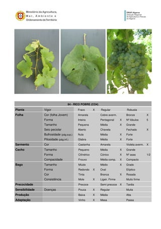 84 - RICO POBRE (CO4)
Planta Vigor Fraco X Regular Robusta
Folha Cor (folha Jovem) Amarela Cobre averm. Bronze X
Forma Inteira Pentagonal X Nº lóbulos 5
Tamanho Pequena Média X Grande
Seio peciolar Aberto Chaveta Fechado X
Bulhosidade (pág.sup.) Nula Média X Forte
Pilosidade (pág.inf.) Glabra Média X Forte
Sarmento Cor Castanha Amarela Violeta averm. X
Cacho Tamanho Pequeno Média X Grande
Forma Cilíndrico Cónico X Nº asas 1/2
Compacidade Frouxo Média comp. X Compacto
Bago Tamanho Miúdo Médio X Grado
Forma Redondo X Oval Elíptico
Cor Tinta Branca X Rosada
Consistência Mole X Ligeir. Firme Muito firme
Precocidade Precoce Semi precoce X Tardia
Sensibilidade Doenças Pouca X Regular Muita
Produção Baixa X Média Alta
Adaptação Vinho X Mesa Passa
 