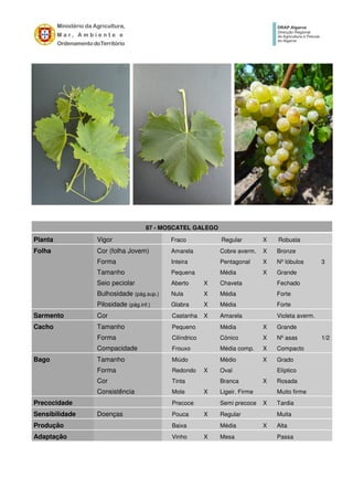 87 - MOSCATEL GALEGO
Planta Vigor Fraco Regular X Robusta
Folha Cor (folha Jovem) Amarela Cobre averm. X Bronze
Forma Inteira Pentagonal X Nº lóbulos 3
Tamanho Pequena Média X Grande
Seio peciolar Aberto X Chaveta Fechado
Bulhosidade (pág.sup.) Nula X Média Forte
Pilosidade (pág.inf.) Glabra X Média Forte
Sarmento Cor Castanha X Amarela Violeta averm.
Cacho Tamanho Pequeno Média X Grande
Forma Cilíndrico Cónico X Nº asas 1/2
Compacidade Frouxo Média comp. X Compacto
Bago Tamanho Miúdo Médio X Grado
Forma Redondo X Oval Elíptico
Cor Tinta Branca X Rosada
Consistência Mole X Ligeir. Firme Muito firme
Precocidade Precoce Semi precoce X Tardia
Sensibilidade Doenças Pouca X Regular Muita
Produção Baixa Média X Alta
Adaptação Vinho X Mesa Passa
 