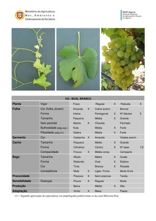 103 - BOAL BRANCO
Planta Vigor Fraco Regular X Robusta X
Folha Cor (folha Jovem) Amarela X Cobre averm. Bronze
Forma Inteira Pentagonal X Nº lóbulos 5
Tamanho Pequena Média X Grande
Seio peciolar Aberto X Chaveta Fechado
Bulhosidade (pág.sup.) Nula Média X Forte
Pilosidade (pág.inf.) Glabra Média X Forte
Sarmento Cor Castanha X Amarela Violeta averm.
Cacho Tamanho Pequeno Médio X Grande
Forma Cilíndrico Cónico X Nº asas 1/2
Compacidade Frouxo X Média comp. Compacto
Bago Tamanho Miúdo Médio X Grado
Forma Redondo Oval X Elíptico
Cor Tinta Branca X Rosada
Consistência Mole X Ligeir. Firme Muito firme
Precocidade Precoce X Semi precoce Tardia
Sensibilidade Doenças Pouca X Regular Muita
Produção Baixa Média X Alta
Adaptação Vinho X Mesa Passa
(1) – Segundo apreciação de especialistas em ampelografia poderá tratar-se da casta Malvasia Fina.
 