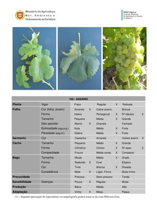 105 - ASSÁRIO
Planta Vigor Fraco Regular X Robusta
Folha Cor (folha Jovem) Amarela X Cobre averm. Bronze
Forma Inteira Pentagonal X Nº lóbulos 5
Tamanho Pequena Média X Grande
Seio peciolar Aberto X Chaveta Fechado
Bulhosidade (pág.sup.) Nula Média X Forte
Pilosidade (pág.inf.) Glabra Média X Forte
Sarmento Cor Castanha Amarela Violeta averm. X
Cacho Tamanho Pequeno Médio X Grande
Forma Cilíndrico Cónico X Nº asas 2
Compacidade Frouxo Média comp. X Compacto
Bago Tamanho Miúdo Médio X Grado
Forma Redondo X Oval Elíptico
Cor Tinta Branca X Rosada
Consistência Mole X Ligeir. Firme Muito firme
Precocidade Precoce Semi precoce Tardia
Sensibilidade Doenças Pouca X Regular Muita
Produção Baixa Média Alta
Adaptação Vinho X Mesa Passa
(1) – Segundo apreciação de especialistas em ampelografia poderá tratar-se da casta Malvasia Fina.
 