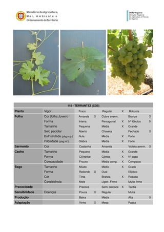 110 - TERRANTEZ (CO5)
Planta Vigor Fraco Regular X Robusta
Folha Cor (folha Jovem) Amarela X Cobre averm. Bronze X
Forma Inteira Pentagonal X Nº lóbulos 5
Tamanho Pequena Média X Grande
Seio peciolar Aberto Chaveta Fechado X
Bulhosidade (pág.sup.) Nula Média X Forte
Pilosidade (pág.inf.) Glabra Média X Forte
Sarmento Cor Castanha Amarela Violeta averm. X
Cacho Tamanho Pequeno Média X Grande
Forma Cilíndrico Cónico X Nº asas
Compacidade Frouxo Média comp. X Compacto
Bago Tamanho Miúdo Médio X Grado
Forma Redondo X Oval Elíptico
Cor Tinta Branca X Rosada
Consistência Mole Ligeir. Firme Muito firme
Precocidade Precoce Semi precoce X Tardia
Sensibilidade Doenças Pouca X Regular Muita
Produção Baixa Média Alta X
Adaptação Vinho X Mesa Passa
 