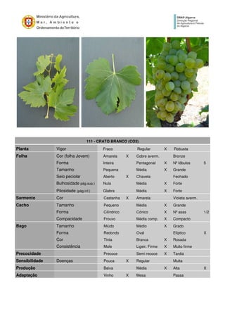 111 - CRATO BRANCO (CO3)
Planta Vigor Fraco Regular X Robusta
Folha Cor (folha Jovem) Amarela X Cobre averm. Bronze
Forma Inteira Pentagonal X Nº lóbulos 5
Tamanho Pequena Média X Grande
Seio peciolar Aberto X Chaveta Fechado
Bulhosidade pág.sup.) Nula Média X Forte
Pilosidade (pág.inf.) Glabra Média X Forte
Sarmento Cor Castanha X Amarela Violeta averm.
Cacho Tamanho Pequeno Média X Grande
Forma Cilíndrico Cónico X Nº asas 1/2
Compacidade Frouxo Média comp. X Compacto
Bago Tamanho Miúdo Médio X Grado
Forma Redondo Oval Elíptico X
Cor Tinta Branca X Rosada
Consistência Mole Ligeir. Firme X Muito firme
Precocidade Precoce Semi recoce X Tardia
Sensibilidade Doenças Pouca X Regular Muita
Produção Baixa Média X Alta X
Adaptação Vinho X Mesa Passa
 