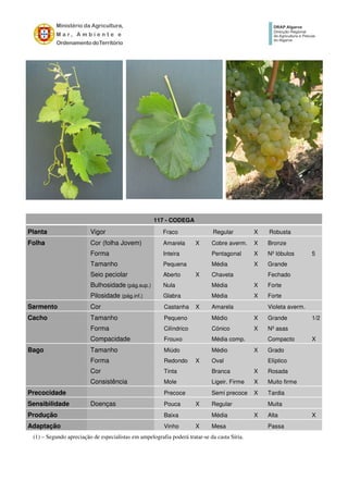 117 - CODEGA
Planta Vigor Fraco Regular X Robusta
Folha Cor (folha Jovem) Amarela X Cobre averm. X Bronze
Forma Inteira Pentagonal X Nº lóbulos 5
Tamanho Pequena Média X Grande
Seio peciolar Aberto X Chaveta Fechado
Bulhosidade (pág.sup.) Nula Média X Forte
Pilosidade (pág.inf.) Glabra Média X Forte
Sarmento Cor Castanha X Amarela Violeta averm.
Cacho Tamanho Pequeno Médio X Grande 1/2
Forma Cilíndrico Cónico X Nº asas
Compacidade Frouxo Média comp. Compacto X
Bago Tamanho Miúdo Médio X Grado
Forma Redondo X Oval Elíptico
Cor Tinta Branca X Rosada
Consistência Mole Ligeir. Firme X Muito firme
Precocidade Precoce Semi precoce X Tardia
Sensibilidade Doenças Pouca X Regular Muita
Produção Baixa Média X Alta X
Adaptação Vinho X Mesa Passa
(1) – Segundo apreciação de especialistas em ampelografia poderá tratar-se da casta Síria.
 