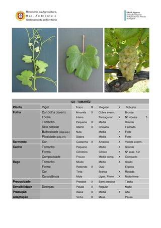 122 - TAMARÊZ
Planta Vigor Fraco X Regular X Robusta
Folha Cor (folha Jovem) Amarela X Cobre averm. Bronze
Forma Inteira Pentagonal X Nº lóbulos 5
Tamanho Pequena X Média Grande
Seio peciolar Aberto X Chaveta Fechado
Bulhosidade (pág.sup.) Nula Média X Forte
Pilosidade (pág.inf.) Glabra Média X Forte
Sarmento Cor Castanha X Amarela X Violeta averm.
Cacho Tamanho Pequeno Médio X Grande
Forma Cilíndrico Cónico X Nº asas 1/2
Compacidade Frouxo Média comp. X Compacto
Bago Tamanho Miúdo Médio X Grado
Forma Redondo X Oval Elíptico
Cor Tinta Branca X Rosada
Consistência Mole Ligeir. Firme X Muito firme
Precocidade Precoce X Semi precoce Tardia
Sensibilidade Doenças Pouca X Regular Muita
Produção Baixa X Média X Alta
Adaptação Vinho X Mesa Passa
 