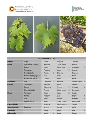 45 - GRINHOAL (CO5)
Planta Vigor Fraco Regular X Robusta
Folha Cor (folha Jovem) Amarela Cobre averm. X Bronze
Forma Inteira Pentagonal X Nº lóbulos 5
Tamanho Pequena Média X Grande
Seio peciolar Aberto X Chaveta Fechado
Bulhosidade (pág.sup.) Nula Média X Forte
Pilosidade (pág.inf.) Glabra Média X Forte
Sarmento Cor Castanha X Amarela Violeta averm. X
Cacho Tamanho Pequeno Médio X Grande
Forma Cilíndrico Cónico X Nº asas 2
Compacidade Frouxo Média comp. X Compacto
Bago Tamanho Miúdo Médio X Grado
Forma Redondo Oval Elíptico X
Cor Tinta Branca Rosada X
Consistência Mole Ligeir. Firme X Muito firme
Precocidade Precoce Semi precoce X Tardia
Sensibilidade Doenças Pouca Regular X Muita
Produção Baixa Média X Alta X
Adaptação Vinho X Mesa Passa
 