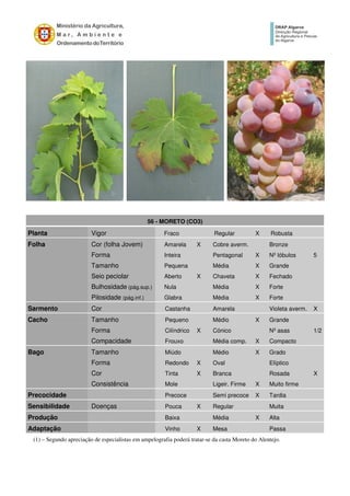 56 - MORETO (CO3)
Planta Vigor Fraco Regular X Robusta
Folha Cor (folha Jovem) Amarela X Cobre averm. Bronze
Forma Inteira Pentagonal X Nº lóbulos 5
Tamanho Pequena Média X Grande
Seio peciolar Aberto X Chaveta X Fechado
Bulhosidade (pág.sup.) Nula Média X Forte
Pilosidade (pág.inf.) Glabra Média X Forte
Sarmento Cor Castanha Amarela Violeta averm. X
Cacho Tamanho Pequeno Médio X Grande
Forma Cilíndrico X Cónico Nº asas 1/2
Compacidade Frouxo Média comp. X Compacto
Bago Tamanho Miúdo Médio X Grado
Forma Redondo X Oval Elíptico
Cor Tinta X Branca Rosada X
Consistência Mole Ligeir. Firme X Muito firme
Precocidade Precoce Semi precoce X Tardia
Sensibilidade Doenças Pouca X Regular Muita
Produção Baixa Média X Alta
Adaptação Vinho X Mesa Passa
(1) – Segundo apreciação de especialistas em ampelografia poderá tratar-se da casta Moreto do Alentejo.
 