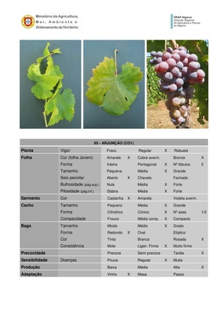 65 - ARJUNÇÃO (CO1)
Planta Vigor Fraco Regular X Robusta
Folha Cor (folha Jovem) Amarela X Cobre averm. Bronze X
Forma Inteira Pentagonal X Nº lóbulos 5
Tamanho Pequena Média X Grande
Seio peciolar Aberto X Chaveta Fechado
Bulhosidade (pág.sup.) Nula Média X Forte
Pilosidade (pág.inf.) Glabra Média X Forte
Sarmento Cor Castanha X Amarela Violeta averm.
Cacho Tamanho Pequeno Média X Grande
Forma Cilíndrico Cónico X Nº asas 1/2
Compacidade Frouxo Média comp. X Compacto
Bago Tamanho Miúdo Médio X Grado
Forma Redondo X Oval Elíptico
Cor Tinta Branca Rosada X
Consistência Mole Ligeir. Firme X Muito firme
Precocidade Precoce Semi precoce Tardia X
Sensibilidade Doenças Pouca Regular X Muita
Produção Baixa Média Alta X
Adaptação Vinho X Mesa Passa
 