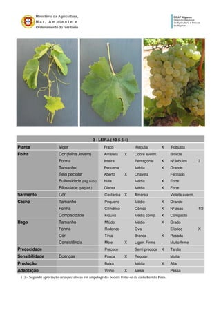 3 - LEIRA ( 13-5-6-4)
Planta Vigor Fraco Regular X Robusta
Folha Cor (folha Jovem) Amarela X Cobre averm. Bronze
Forma Inteira Pentagonal X Nº lóbulos 3
Tamanho Pequena Média X Grande
Seio peciolar Aberto X Chaveta Fechado
Bulhosidade pág.sup.) Nula Média X Forte
Pilosidade (pág.inf.) Glabra Média X Forte
Sarmento Cor Castanha X Amarela Violeta averm.
Cacho Tamanho Pequeno Médio X Grande
Forma Cilíndrico Cónico X Nº asas 1/2
Compacidade Frouxo Média comp. X Compacto
Bago Tamanho Miúdo Médio X Grado
Forma Redondo Oval Elíptico X
Cor Tinta Branca X Rosada
Consistência Mole X Ligeir. Firme Muito firme
Precocidade Precoce Semi precoce X Tardia
Sensibilidade Doenças Pouca X Regular Muita
Produção Baixa Média X Alta
Adaptação Vinho X Mesa Passa
(1) – Segundo apreciação de especialistas em ampelografia poderá tratar-se da casta Fernão Pires.
 