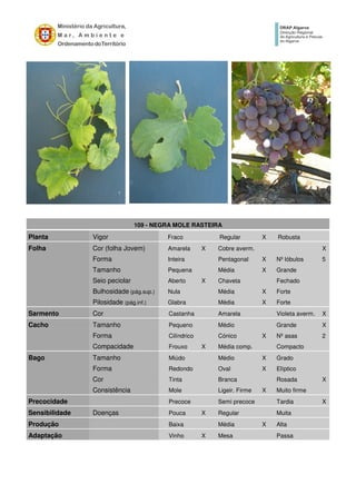 109 - NEGRA MOLE RASTEIRA
Planta Vigor Fraco Regular X Robusta
Folha Cor (folha Jovem) Amarela X Cobre averm. X
Forma Inteira Pentagonal X Nº lóbulos 5
Tamanho Pequena Média X Grande
Seio peciolar Aberto X Chaveta Fechado
Bulhosidade (pág.sup.) Nula Média X Forte
Pilosidade (pág.inf.) Glabra Média X Forte
Sarmento Cor Castanha Amarela Violeta averm. X
Cacho Tamanho Pequeno Médio Grande X
Forma Cilíndrico Cónico X Nº asas 2
Compacidade Frouxo X Média comp. Compacto
Bago Tamanho Miúdo Médio X Grado
Forma Redondo Oval X Elíptico
Cor Tinta Branca Rosada X
Consistência Mole Ligeir. Firme X Muito firme
Precocidade Precoce Semi precoce Tardia X
Sensibilidade Doenças Pouca X Regular Muita
Produção Baixa Média X Alta
Adaptação Vinho X Mesa Passa
 