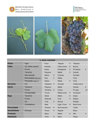 8 - BOAL CACHUDO
Planta Vigor Fraco Regular X Robusta
Folha Cor (folha Jovem) Amarela Cobre averm. X Bronze
Forma Inteira Pentagonal X Nº lóbulos 5
Tamanho Pequena Média X Grande
Seio peciolar Aberto X Chaveta Fechado
Bulhosidade (pág.sup.) Nula X Média Forte
Pilosidade (pág.inf.) Glabra Média X Forte
Sarmento Cor Castanha X Amarela Violeta averm.
Cacho Tamanho Pequeno Média Grande X
Forma Cilíndrico X Cónico Nº asas 1/2
Compacidade Frouxo Média comp. X Compacto
Bago Tamanho Miúdo Médio X Grado
Forma Redondo Oval X Elíptico
Cor Tinta X Branca Rosada
Consistência Mole Ligeir. Firme X Muito firme
Precocidade Precoce X Semi precoce Tardia
Sensibilidade Doenças Pouca X Regular Muita
Produção Baixa Média X Alta X
Adaptação Vinho X Mesa Passa
 