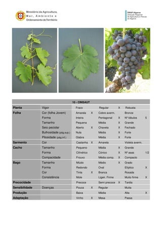 10 - CINSAUT
Planta Vigor Fraco Regular X Robusta
Folha Cor (folha Jovem) Amarela X Cobre averm. Bronze
Forma Inteira Pentagonal X Nº lóbulos 5
Tamanho Pequena Média X Grande
Seio peciolar Aberto X Chaveta X Fechado
Bulhosidade (pág.sup.) Nula Média X Forte
Pilosidade (pág.inf.) Glabra Média X Forte
Sarmento Cor Castanha X Amarela Violeta averm.
Cacho Tamanho Pequeno Média X Grande
Forma Cilíndrico Cónico X Nº asas 1/2
Compacidade Frouxo Média comp. X Compacto
Bago Tamanho Miúdo Médio X Grado
Forma Redondo Oval Elíptico X
Cor Tinta X Branca Rosada
Consistência Mole Ligeir. Firme Muito firme X
Precocidade Precoce Semi precoce X Tardia
Sensibilidade Doenças Pouca X Regular Muita
Produção Baixa Média Alta X
Adaptação Vinho X Mesa Passa
 