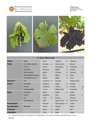 13 - BOAL PRETO (CO3)
Planta Vigor Fraco Regular X Robusta
Folha Cor (folha Jovem) Amarela X Cobre averm. Bronze
Forma Inteira Pentagonal X Nº lóbulos 5
Tamanho Pequena Média X Grande
Seio peciolar Aberto Chaveta X Fechado X
Bulhosidade (pág.sup.) Nula Média X Forte
Pilosidade (pág.inf.) Glabra Média X Forte
Sarmento Cor Castanha X Amarela Violeta averm.
Cacho Tamanho Pequeno Média X Grande
Forma Cilíndrico Cónico X Nº asas 1/2
Compacidade Frouxo Média comp. Compacto X
Bago Tamanho Miúdo Médio X Grado
Forma Redondo Oval Elíptico X
Cor Tinta X Branca Rosada
Consistência Mole Ligeir. Firme X Muito firme
Precocidade Precoce Semi precoce X Tardia
Sensibilidade Doenças Pouca X Regular Muita
Produção Baixa X Média Alta
Adaptação Vinho X Mesa Passa
(1) – Segundo apreciação de especialistas em ampelografia existe mistura de plantas podendo tratar-se da casta
Bastardo.
 