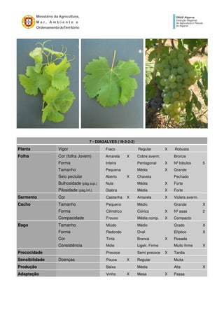 7 - DIAGALVES (18-3-2-2)
Planta Vigor Fraco Regular X Robusta
Folha Cor (folha Jovem) Amarela X Cobre averm. Bronze
Forma Inteira Pentagonal X Nº lóbulos 5
Tamanho Pequena Média X Grande
Seio peciolar Aberto X Chaveta Fechado
Bulhosidade (pág.sup.) Nula Média X Forte
Pilosidade (pág.inf.) Glabra Média X Forte
Sarmento Cor Castanha X Amarela X Violeta averm.
Cacho Tamanho Pequeno Médio Grande X
Forma Cilíndrico Cónico X Nº asas 2
Compacidade Frouxo Média comp. X Compacto
Bago Tamanho Miúdo Médio Grado X
Forma Redondo Oval Elíptico X
Cor Tinta Branca X Rosada
Consistência Mole Ligeir. Firme Muito firme X
Precocidade Precoce Semi precoce X Tardia
Sensibilidade Doenças Pouca X Regular Muita
Produção Baixa Média Alta X
Adaptação Vinho X Mesa X Passa
 