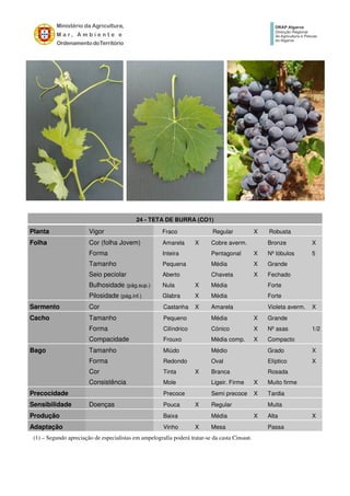 24 - TETA DE BURRA (CO1)
Planta Vigor Fraco Regular X Robusta
Folha Cor (folha Jovem) Amarela X Cobre averm. Bronze X
Forma Inteira Pentagonal X Nº lóbulos 5
Tamanho Pequena Média X Grande
Seio peciolar Aberto Chaveta X Fechado
Bulhosidade (pág.sup.) Nula X Média Forte
Pilosidade (pág.inf.) Glabra X Média Forte
Sarmento Cor Castanha X Amarela Violeta averm. X
Cacho Tamanho Pequeno Média X Grande
Forma Cilíndrico Cónico X Nº asas 1/2
Compacidade Frouxo Média comp. X Compacto
Bago Tamanho Miúdo Médio Grado X
Forma Redondo Oval Elíptico X
Cor Tinta X Branca Rosada
Consistência Mole Ligeir. Firme X Muito firme
Precocidade Precoce Semi precoce X Tardia
Sensibilidade Doenças Pouca X Regular Muita
Produção Baixa Média X Alta X
Adaptação Vinho X Mesa Passa
(1) – Segundo apreciação de especialistas em ampelografia poderá tratar-se da casta Cinsaut.
 