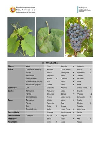 27 - TINTA CAIADA
Planta Vigor Fraco Regular X Robusta
Folha Cor (folha Jovem) Amarela Cobre averm. Bronze X
Forma Inteira Pentagonal X Nº lóbulos 5
Tamanho Pequena Média X Grande
Seio peciolar Aberto X Chaveta X Fechado
Bulhosidade (pág.sup.) Nula Média X Forte
Pilosidade (pág.inf.) Glabra Média X Forte
Sarmento Cor Castanha Amarela Violeta averm. X
Cacho Tamanho Pequeno Média X Grande
Forma Cilíndrico Cónico X Nº asas 1/2
Compacidade Frouxo Média comp. Compacto X
Bago Tamanho Miúdo Médio X Grado
Forma Redondo Oval Elíptico X
Cor Tinta X Branca Rosada
Consistência Mole Ligeir. Firme X Muito firme
Precocidade Precoce Semi precoce X Tardia
Sensibilidade Doenças Pouca X Regular Muita
Produção Baixa Média X Alta X
Adaptação Vinho X Mesa Passa
 