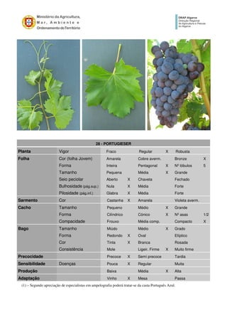 28 - PORTUGIESER
Planta Vigor Fraco Regular X Robusta
Folha Cor (folha Jovem) Amarela Cobre averm. Bronze X
Forma Inteira Pentagonal X Nº lóbulos 5
Tamanho Pequena Média X Grande
Seio peciolar Aberto X Chaveta Fechado
Bulhosidade (pág.sup.) Nula X Média Forte
Pilosidade (pág.inf.) Glabra X Média Forte
Sarmento Cor Castanha X Amarela Violeta averm.
Cacho Tamanho Pequeno Médio X Grande
Forma Cilíndrico Cónico X Nº asas 1/2
Compacidade Frouxo Média comp. Compacto X
Bago Tamanho Miúdo Médio X Grado
Forma Redondo X Oval Elíptico
Cor Tinta X Branca Rosada
Consistência Mole Ligeir. Firme X Muito firme
Precocidade Precoce X Semi precoce Tardia
Sensibilidade Doenças Pouca X Regular Muita
Produção Baixa Média X Alta
Adaptação Vinho X Mesa Passa
(1) – Segundo apreciação de especialistas em ampelografia poderá tratar-se da casta Português Azul.
 