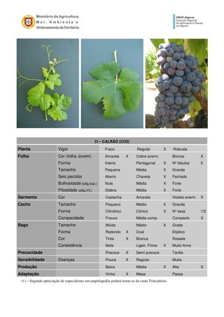 31 - CALRÃO (CO2)
Planta Vigor Fraco Regular X Robusta
Folha Cor (folha Jovem) Amarela X Cobre averm. Bronze X
Forma Inteira Pentagonal X Nº lóbulos 5
Tamanho Pequena Média X Grande
Seio peciolar Aberto Chaveta X Fechado
Bulhosidade (pág.sup.) Nula Média X Forte
Pilosidade (pág.inf.) Glabra Média X Forte
Sarmento Cor Castanha Amarela Violeta averm. X
Cacho Tamanho Pequeno Médio X Grande
Forma Cilíndrico Cónico X Nº asas 1/2
Compacidade Frouxo Média comp. Compacto X
Bago Tamanho Miúdo Médio X Grado
Forma Redondo X Oval Elíptico
Cor Tinta X Branca Rosada
Consistência Mole Ligeir. Firme X Muito firme
Precocidade Precoce X Semi precoce Tardia
Sensibilidade Doenças Pouca X Regular Muita
Produção Baixa Média X Alta X
Adaptação Vinho X Mesa Passa
(1) – Segundo apreciação de especialistas em ampelografia poderá tratar-se da casta Trincadeira.
 