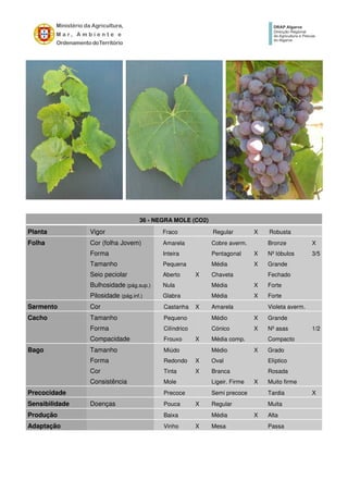 36 - NEGRA MOLE (CO2)
Planta Vigor Fraco Regular X Robusta
Folha Cor (folha Jovem) Amarela Cobre averm. Bronze X
Forma Inteira Pentagonal X Nº lóbulos 3/5
Tamanho Pequena Média X Grande
Seio peciolar Aberto X Chaveta Fechado
Bulhosidade (pág.sup.) Nula Média X Forte
Pilosidade (pág.inf.) Glabra Média X Forte
Sarmento Cor Castanha X Amarela Violeta averm.
Cacho Tamanho Pequeno Médio X Grande
Forma Cilíndrico Cónico X Nº asas 1/2
Compacidade Frouxo X Média comp. Compacto
Bago Tamanho Miúdo Médio X Grado
Forma Redondo X Oval Elíptico
Cor Tinta X Branca Rosada
Consistência Mole Ligeir. Firme X Muito firme
Precocidade Precoce Semi precoce Tardia X
Sensibilidade Doenças Pouca X Regular Muita
Produção Baixa Média X Alta
Adaptação Vinho X Mesa Passa
 