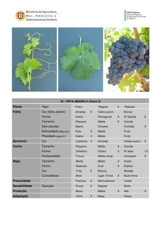 40 - TINTA AMARELA (Clone A)
Planta Vigor Fraco Regular X Robusta
Folha Cor (folha Jovem) Amarela X Cobre averm. Bronze
Forma Inteira Pentagonal X Nº lóbulos 5
Tamanho Pequena Média X Grande
Seio peciolar Aberto Chaveta Fechado X
Bulhosidade (pág.sup.) Nula X Média Forte
Pilosidade (pág.inf.) Glabra X Média Forte
Sarmento Cor Castanha X Amarela Violeta averm. X
Cacho Tamanho Pequeno Médio X Grande
Forma Cilíndrico Cónico X Nº asas 1/2
Compacidade Frouxo Média comp. Compacto X
Bago Tamanho Miúdo Médio X Grado
Forma Redondo Oval X Elíptico
Cor Tinta X Branca Rosada
Consistência Mole Ligeir. Firme X Muito firme
Precocidade Precoce X Semi precoce Tardia
Sensibilidade Doenças Pouca X Regular Muita
Produção Baixa Média X Alta X
Adaptação Vinho X Mesa Passa
 