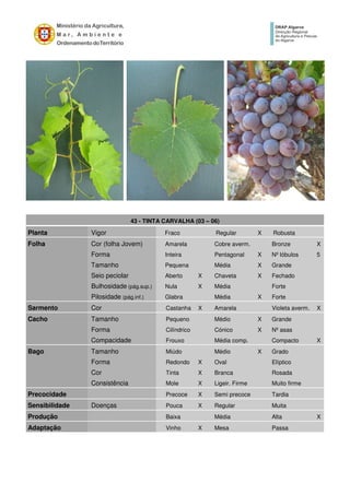 43 - TINTA CARVALHA (03 – 06)
Planta Vigor Fraco Regular X Robusta
Folha Cor (folha Jovem) Amarela Cobre averm. Bronze X
Forma Inteira Pentagonal X Nº lóbulos 5
Tamanho Pequena Média X Grande
Seio peciolar Aberto X Chaveta X Fechado
Bulhosidade (pág.sup.) Nula X Média Forte
Pilosidade (pág.inf.) Glabra Média X Forte
Sarmento Cor Castanha X Amarela Violeta averm. X
Cacho Tamanho Pequeno Médio X Grande
Forma Cilíndrico Cónico X Nº asas
Compacidade Frouxo Média comp. Compacto X
Bago Tamanho Miúdo Médio X Grado
Forma Redondo X Oval Elíptico
Cor Tinta X Branca Rosada
Consistência Mole X Ligeir. Firme Muito firme
Precocidade Precoce X Semi precoce Tardia
Sensibilidade Doenças Pouca X Regular Muita
Produção Baixa Média Alta X
Adaptação Vinho X Mesa Passa
 