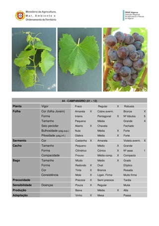 44 - CAMPANÁRIO (01 – 12)
Planta Vigor Fraco Regular X Robusta
Folha Cor (folha Jovem) Amarela X Cobre averm. Bronze X
Forma Inteira Pentagonal X Nº lóbulos 5
Tamanho Pequena Média Grande X
Seio peciolar Aberto X Chaveta Fechado
Bulhosidade (pág.sup.) Nula Média X Forte
Pilosidade (pág.inf.) Glabra Média X Forte
Sarmento Cor Castanha X Amarela Violeta averm. X
Cacho Tamanho Pequeno Médio X Grande
Forma Cilíndrico Cónico X Nº asas 1
Compacidade Frouxo Média comp. X Compacto
Bago Tamanho Miúdo Médio X Grado
Forma Redondo X Oval Elíptico
Cor Tinta X Branca Rosada
Consistência Mole X Ligeir. Firme Muito firme
Precocidade Precoce X Semi precoce Tardia
Sensibilidade Doenças Pouca X Regular Muita
Produção Baixa Média X Alta
Adaptação Vinho X Mesa Passa
 