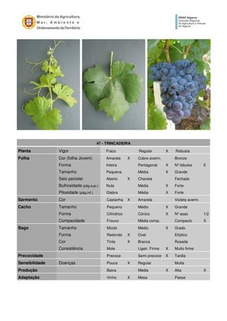 47 - TRINCADEIRA
Planta Vigor Fraco Regular X Robusta
Folha Cor (folha Jovem) Amarela X Cobre averm. Bronze
Forma Inteira Pentagonal X Nº lóbulos 5
Tamanho Pequena Média X Grande
Seio peciolar Aberto X Chaveta Fechado
Bulhosidade (pág.sup.) Nula Média X Forte
Pilosidade (pág.inf.) Glabra Média X Forte
Sarmento Cor Castanha X Amarela Violeta averm.
Cacho Tamanho Pequeno Médio X Grande
Forma Cilíndrico Cónico X Nº asas 1/2
Compacidade Frouxo Média comp. Compacto X
Bago Tamanho Miúdo Médio X Grado
Forma Redondo X Oval Elíptico
Cor Tinta X Branca Rosada
Consistência Mole Ligeir. Firme X Muito firme
Precocidade Precoce Semi precoce X Tardia
Sensibilidade Doenças Pouca X Regular Muita
Produção Baixa Média X Alta X
Adaptação Vinho X Mesa Passa
 