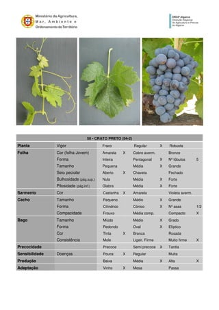 50 - CRATO PRETO (04-2)
Planta Vigor Fraco Regular X Robusta
Folha Cor (folha Jovem) Amarela X Cobre averm. Bronze
Forma Inteira Pentagonal X Nº lóbulos 5
Tamanho Pequena Média X Grande
Seio peciolar Aberto X Chaveta Fechado
Bulhosidade (pág.sup.) Nula Média X Forte
Pilosidade (pág.inf.) Glabra Média X Forte
Sarmento Cor Castanha X Amarela Violeta averm.
Cacho Tamanho Pequeno Médio X Grande
Forma Cilíndrico Cónico X Nº asas 1/2
Compacidade Frouxo Média comp. Compacto X
Bago Tamanho Miúdo Médio X Grado
Forma Redondo Oval X Elíptico
Cor Tinta X Branca Rosada
Consistência Mole Ligeir. Firme Muito firme X
Precocidade Precoce Semi precoce X Tardia
Sensibilidade Doenças Pouca X Regular Muita
Produção Baixa Média X Alta X
Adaptação Vinho X Mesa Passa
 
