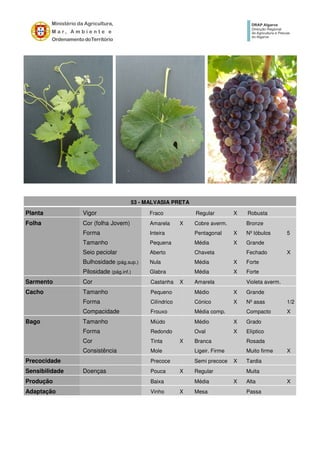 53 - MALVASIA PRETA
Planta Vigor Fraco Regular X Robusta
Folha Cor (folha Jovem) Amarela X Cobre averm. Bronze
Forma Inteira Pentagonal X Nº lóbulos 5
Tamanho Pequena Média X Grande
Seio peciolar Aberto Chaveta Fechado X
Bulhosidade (pág.sup.) Nula Média X Forte
Pilosidade (pág.inf.) Glabra Média X Forte
Sarmento Cor Castanha X Amarela Violeta averm.
Cacho Tamanho Pequeno Médio X Grande
Forma Cilíndrico Cónico X Nº asas 1/2
Compacidade Frouxo Média comp. Compacto X
Bago Tamanho Miúdo Médio X Grado
Forma Redondo Oval X Elíptico
Cor Tinta X Branca Rosada
Consistência Mole Ligeir. Firme Muito firme X
Precocidade Precoce Semi precoce X Tardia
Sensibilidade Doenças Pouca X Regular Muita
Produção Baixa Média X Alta X
Adaptação Vinho X Mesa Passa
 