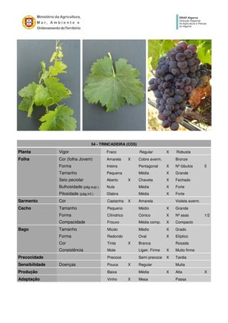 54 - TRINCADEIRA (CO5)
Planta Vigor Fraco Regular X Robusta
Folha Cor (folha Jovem) Amarela X Cobre averm. Bronze
Forma Inteira Pentagonal X Nº lóbulos 5
Tamanho Pequena Média X Grande
Seio peciolar Aberto X Chaveta X Fechado
Bulhosidade (pág.sup.) Nula Média X Forte
Pilosidade (pág.inf.) Glabra Média X Forte
Sarmento Cor Castanha X Amarela Violeta averm.
Cacho Tamanho Pequeno Médio X Grande
Forma Cilíndrico Cónico X Nº asas 1/2
Compacidade Frouxo Média comp. X Compacto
Bago Tamanho Miúdo Médio X Grado
Forma Redondo Oval X Elíptico
Cor Tinta X Branca Rosada
Consistência Mole Ligeir. Firme X Muito firme
Precocidade Precoce Semi precoce X Tardia
Sensibilidade Doenças Pouca X Regular Muita
Produção Baixa Média X Alta X
Adaptação Vinho X Mesa Passa
 