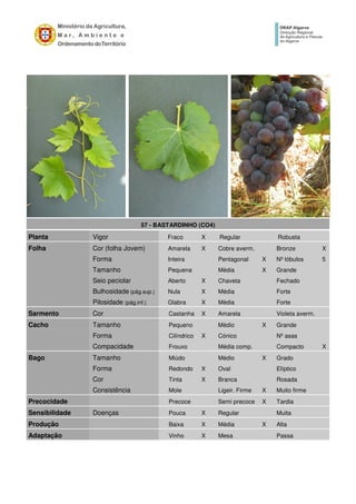 57 - BASTARDINHO (CO4)
Planta Vigor Fraco X Regular Robusta
Folha Cor (folha Jovem) Amarela X Cobre averm. Bronze X
Forma Inteira Pentagonal X Nº lóbulos 5
Tamanho Pequena Média X Grande
Seio peciolar Aberto X Chaveta Fechado
Bulhosidade (pág.sup.) Nula X Média Forte
Pilosidade (pág.inf.) Glabra X Média Forte
Sarmento Cor Castanha X Amarela Violeta averm.
Cacho Tamanho Pequeno Médio X Grande
Forma Cilíndrico X Cónico Nº asas
Compacidade Frouxo Média comp. Compacto X
Bago Tamanho Miúdo Médio X Grado
Forma Redondo X Oval Elíptico
Cor Tinta X Branca Rosada
Consistência Mole Ligeir. Firme X Muito firme
Precocidade Precoce Semi precoce X Tardia
Sensibilidade Doenças Pouca X Regular Muita
Produção Baixa X Média X Alta
Adaptação Vinho X Mesa Passa
 