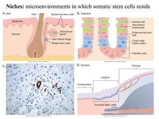 Niches: microenvironments in which somatic stem cells reside 
 