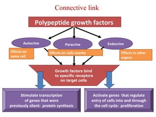 Connective link 
Polypeptide growth factors 
Autocrine Paracrine Endocrine 
Growth factors bind 
to specific receptors 
on target cells 
Stimulate transcription 
of genes that were 
previously silent: protein synthesis 
Activate genes that regulate 
entry of cells into and through 
the cell cycle: proliferation 
Effects on 
same cell 
Effects on cells nearby Effects in other 
organs 
 