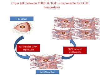 Cross talk between PDGF & TGF is responsible for ECM 
homeostasis 
Fibroblast 
Myofibroblast 
TGF induced ,SMA 
expression PDGF induced 
proliferation 
 