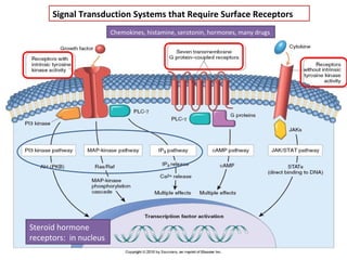 Signal Transduction Systems that Require Surface Receptors 
Chemokines, histamine, serotonin, hormones, many drugs 
Steroid hormone 
receptors: in nucleus 
 