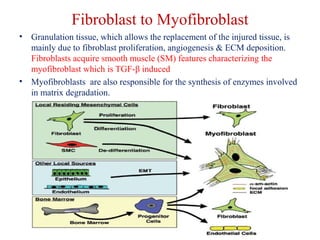 Fibroblast to Myofibroblast 
• Granulation tissue, which allows the replacement of the injured tissue, is 
mainly due to fibroblast proliferation, angiogenesis & ECM deposition. 
Fibroblasts acquire smooth muscle (SM) features characterizing the 
myofibroblast which is TGF-β induced 
• Myofibroblasts are also responsible for the synthesis of enzymes involved 
in matrix degradation. 
 