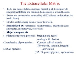 The Extracellular Matrix 
• ECM is a non-cellular component present in all tissue provide 
physical scaffolding and maintain homeostasis at wound healing. 
• Excess and uncontrolled remodeling of ECM leads to fibrosis (45% 
world death) 
• ECM is a interlocking mesh of sugar & protein 
• Synthesized by: Fibroblasts, myofibroblasts, endothelial cells, 
adipocytes, chondrocytes, osteocytes 
• Major components 
(1)Fibrous structural proteins: Strength and recoil 
(collagen & elastin) 
(2) Adhesive glycoproteins: Connect cells & matrix 
(fibronectin, laminin, integrin) 
(3) Gel proteins: Lubrication 
(GAGS, proteoglycans, hyaluronan) 
 