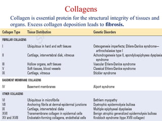 Collagens 
Collagen is essential protein for the structural integrity of tissues and 
organs. Excess collagen deposition leads to fibrosis. 
 