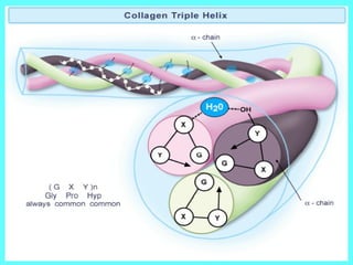 The collagens 
• They are secreted by connective tissue cells, as well 
as by a variety of other cell types 
• Collagens are extremely rich in proline and glycine 
• It is composed mainly of glycine (33%), proline 
(13%), 4-hydroxyproline (9%) 
• Proline stabilizes the helical conformation in each a 
chain 
• Glycine allows the three helical a chains to pack 
tightly together to form the final collagen superhelix 
• Part of the toughness of collagen is accounted by the 
cross-linking of chains via lysine residues 
 