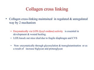 Collagen cross linking 
• Collagen cross-linking maintained in regulated & unregulated 
way by 2 mechanism 
– Enzymatically via LOX (lysyl oxidase) activity is essential in 
development & wound healing. 
– LOX knock out mice died due to fragile diaphragm and CVS 
– Non- enzymatically through glycosylation & transglutamination or as 
a result of increase biglycan and proteoglycan 
 
