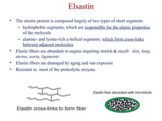Elsastin 
• The elastin protein is composed largely of two types of short segments 
– hydrophobic segments, which are responsible for the elastic properties 
of the molecule 
– alanine- and lysine-rich a-helical segments, which form cross-links 
between adjacent molecules 
• Elastic fibers are abundant in organs requiring stretch & recoil: skin, lung, 
uterus, aorta, ligaments 
• Elastin fibers are damaged by aging and sun exposure 
• Resistant to most of the proteolytic enzyme. 
 