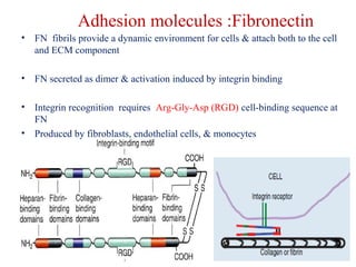 Adhesion molecules :Fibronectin 
• FN fibrils provide a dynamic environment for cells & attach both to the cell 
and ECM component 
• FN secreted as dimer & activation induced by integrin binding 
• Integrin recognition requires Arg-Gly-Asp (RGD) cell-binding sequence at 
FN 
• Produced by fibroblasts, endothelial cells, & monocytes 
 