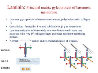 Laminin: Principal matrix gylcoprotein of basement 
membrane 
• Laminin: glycoprotein in basement membrane; polymerizes with collagen 
IV 
• Cross linked formed by 3 related subfamily α, β, γ as heterotimer 
• Laminin molecules self-assemble into two-dimensional sheets that 
associate with type IV collagen sheets and other basement membrane 
proteins 
• Normal epidermal function and re-epithelialization of wounds. 
Laminin 
GAGS 
Entactin 
 